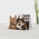 Suche nach maine coon cat karten Lustig