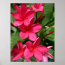 Recherche de plumeria art Rose