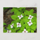 Recherche de myrtille cartes postales Plante