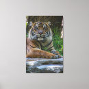 Suche nach zoo leinwandbilder Katze