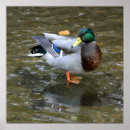 Recherche de canards posters Nature