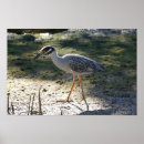 Suche nach nationaler vogel poster Florida
