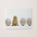 Recherche de poussins puzzles Poulet