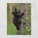 Suche nach bärenjunges poster Cades cove