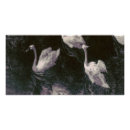 Recherche de cygne blanc posters Eau