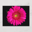 Recherche de marguerite rose cartes postales Marguerie