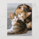 Recherche de tendresse cartes postales Chat