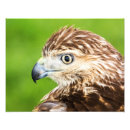 Recherche de juvénile posters Animal