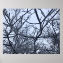 Suche nach eissturm Wald