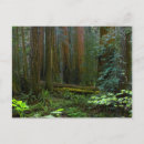 Suche nach redwood national park postkarten Wald
