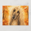 Suche nach afghanischer poster Afghan hound