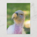 Suche nach geier postkarten Natur