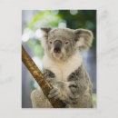 Recherche de koala cartes postales Tourisme