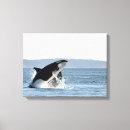 Suche nach orca leinwandbilder Schwertwal