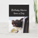Recherche de chien de conseil Humour
