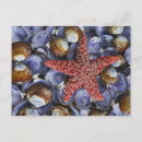 Recherche de palourde cartes postales Coloré