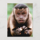 Recherche de capucine cartes postales Singe