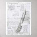 Recherche de jambe humaine posters Anatomie