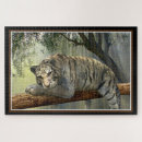 Suche nach white tiger puzzle Rätsel