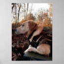 Recherche de chasse de canard posters Labrador