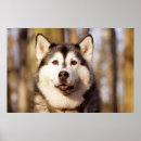 Recherche de chien de traîneau posters Animal