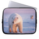 Recherche de ursus coques Ours polaire