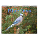 Suche nach blaues jay kalender Vogel