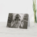 Suche nach lustige labradore karten Humorvoll