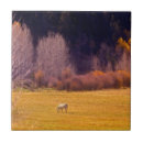 Recherche de automne carreaux Paysages