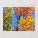 Recherche de trois arbres cartes postales Nature