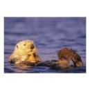 Recherche de loutre mignonne posters Animal