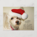 Recherche de chien habillé vœux cartes Humour