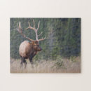 Recherche de wapiti puzzles Taureau