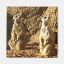 Suche nach meerkats magnete Zoo