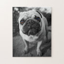 Recherche de carlins puzzles Carlin mignon