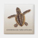 Recherche de hatchling Tortue