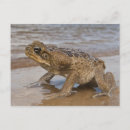 Suche nach bufo poster Reptil