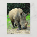 Recherche de rhinoceros cartes postales Animal