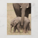 Suche nach afrikanisches tier postkarten Elefantenkalb