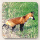 Suche nach roter fuchs untersetzer Wild