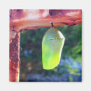 Recherche de monarques magnets Pour tous