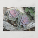 Recherche de echeveria cartes postales Nature