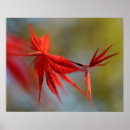 Suche nach ahornblatt poster Botanisch
