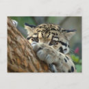 Recherche de jaguars cartes postales Prédateur