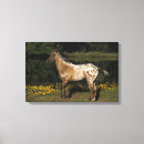 Suche nach appaloosa leinwandbilder Stehend