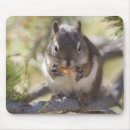 Recherche de cônes tapis souris Nature