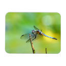 Suche nach grüne libellen magnete Blau