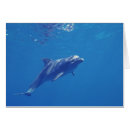 Suche nach bradley postkarten Unterwasser