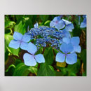 Recherche de dentelle posters Bleu
