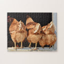 Recherche de chicken puzzles Poules